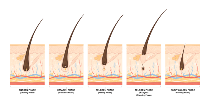 Hair Removal Cycle